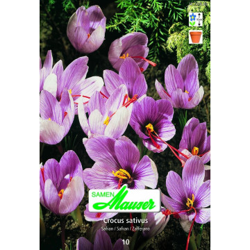Krokusse 