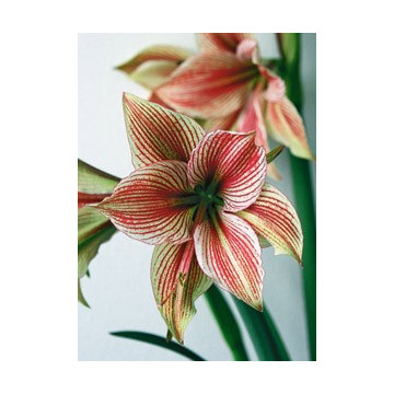Amaryllis