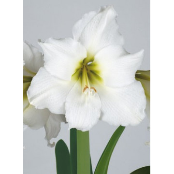 Grossblumige Amaryllis 