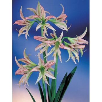 Kleinblumige Spezialitäten Amaryllis