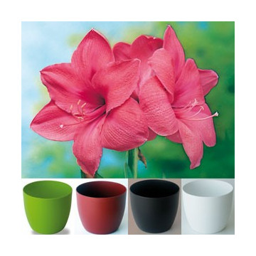 Original Gloria Amaryllis
